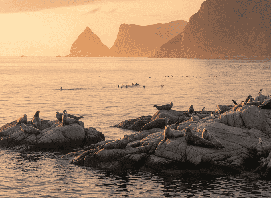 Discover Seals and Marine Life Along the Norwegian Coast