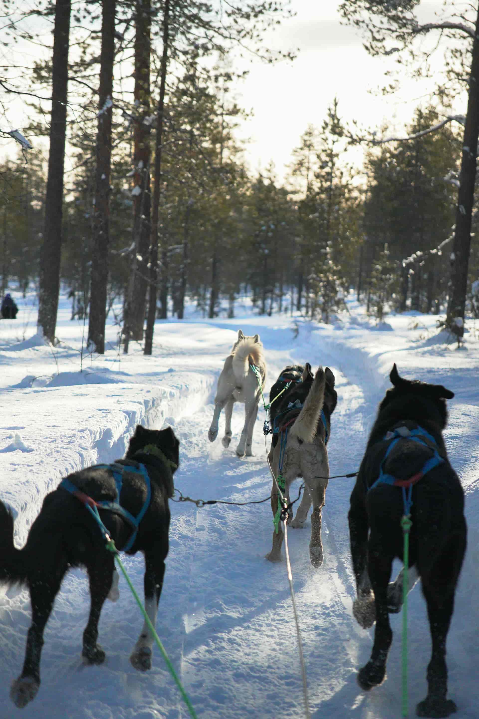 Unleash Adventure: Dog Sledding in Arctic Norway