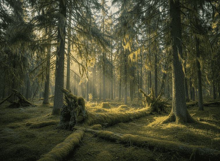 Graddis Primeval Forest – Walking Through Millennia