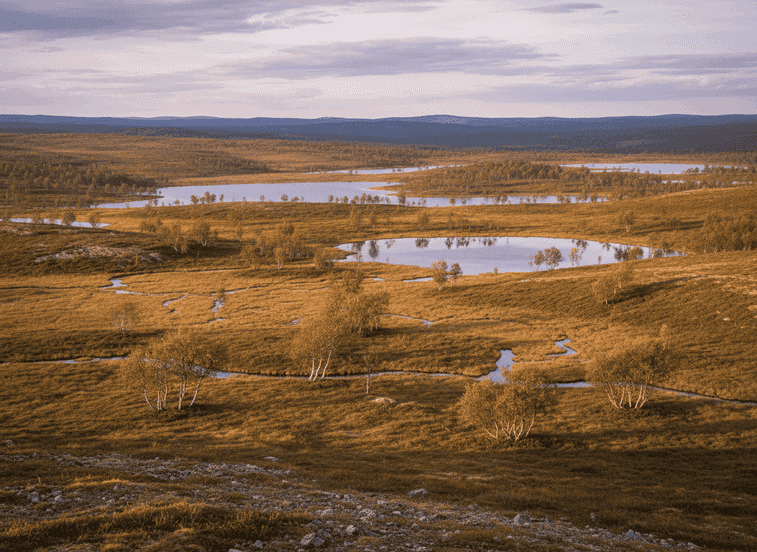 Hardangervidda Eastern Edge – Where Plateau Meets Forest