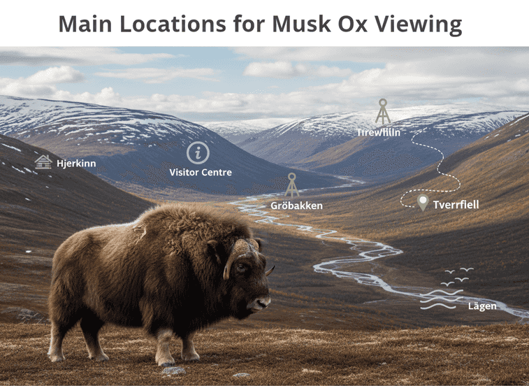 Hauptstandorte zur Moschusochsenbeobachtung