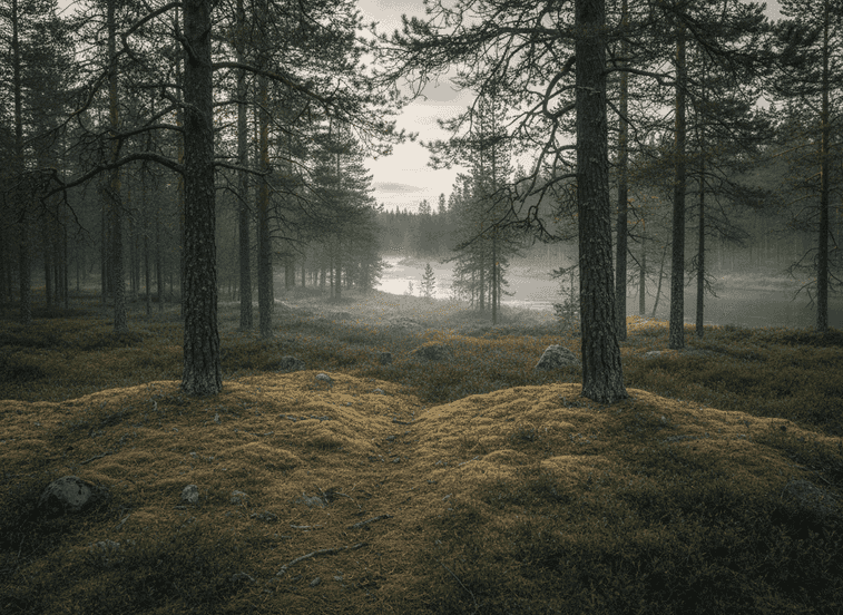Pasvik Taiga Trail – Norway’s Eastern Wilderness