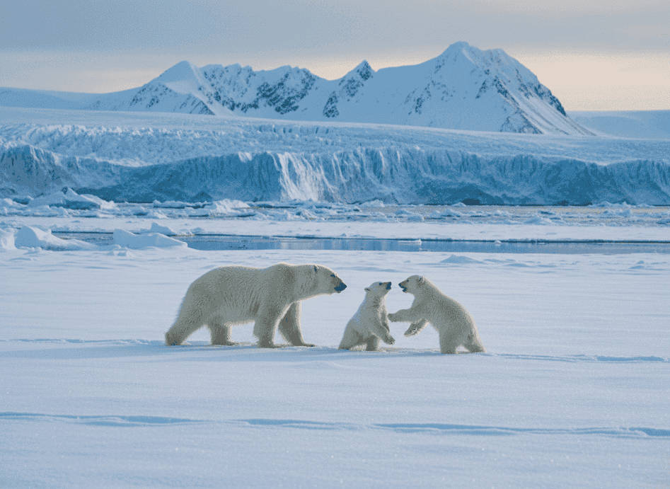 Svalbard's Polar Bears Thrive Despite Climate Change Challenges