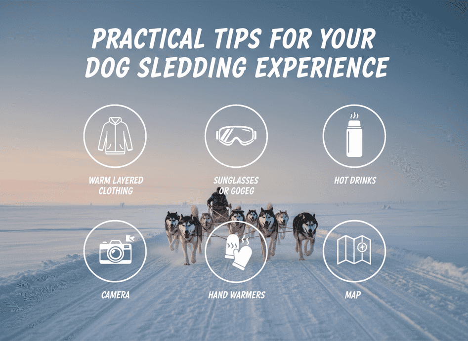 Consejos Prácticos para tu Experiencia en Trineo de Perros