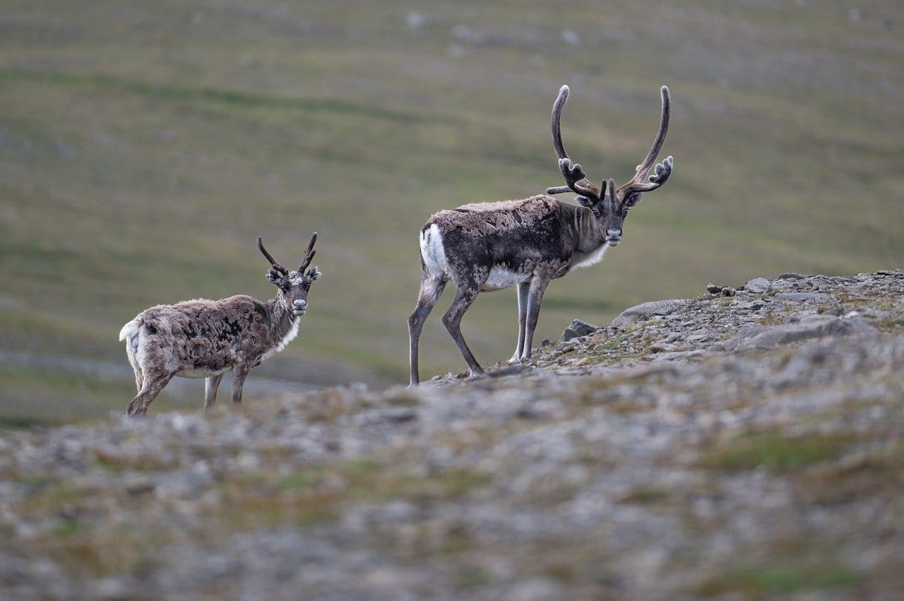 Aventure Safari dans la Faune Norvégienne